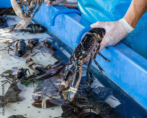 Lobsters in a tank in the fish market. The claws are tied. photo