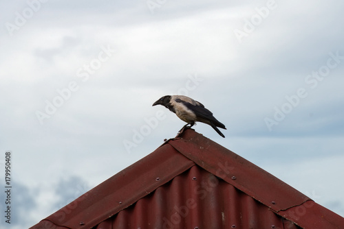 Old crow sits on the roof ridge photo