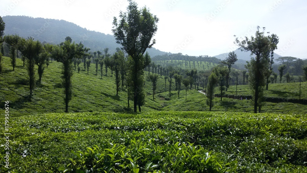 Naklejka premium Tea Plantation