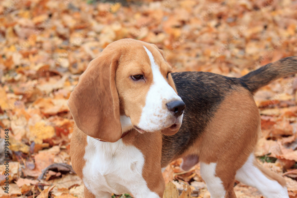 Cute beagle puppy is standing in the autumn foliage.