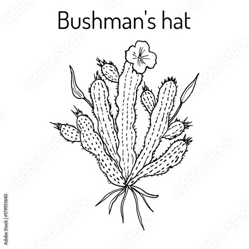 Bushmans hat Hoodia gordonii , medicinal plant. photo