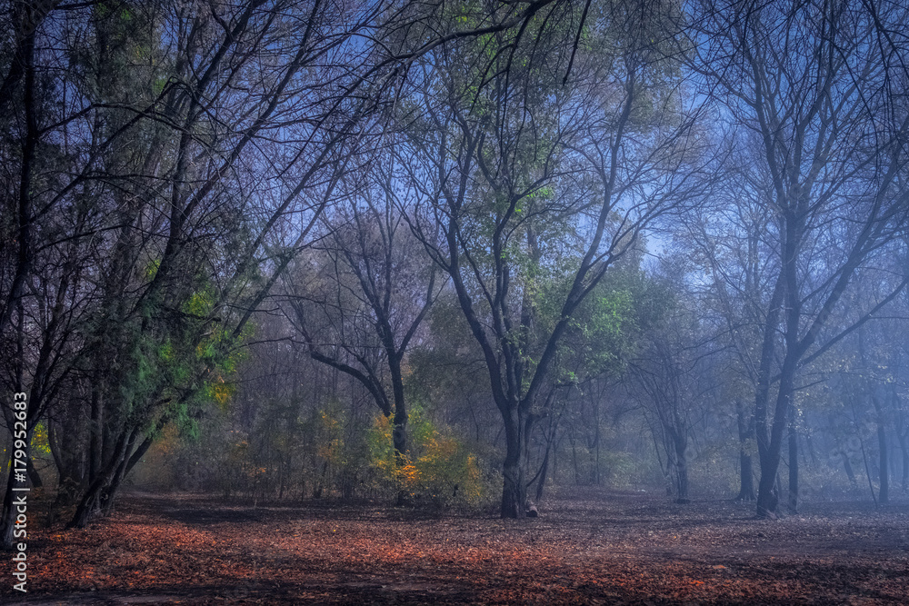 forest, a grove with bushes at night with a light fog forest, a grove with bushes at night with a light fog