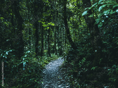 path in the jungle