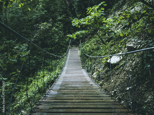 bridge in the jungle