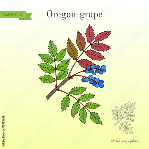 Oregon grape Mahonia aquifolium 