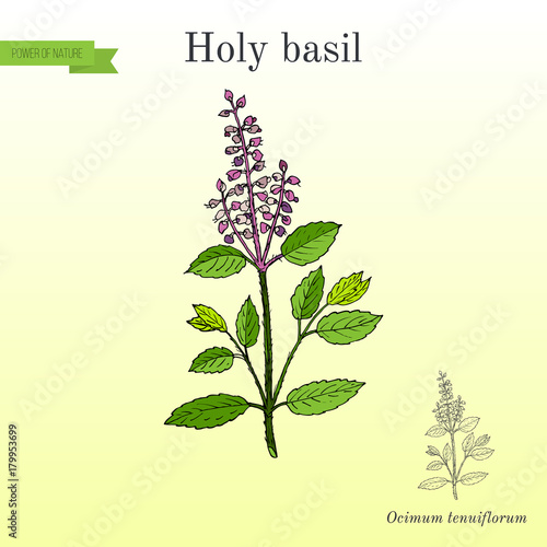 Holy Basil Ocimum tenuiflorum , or tulasi