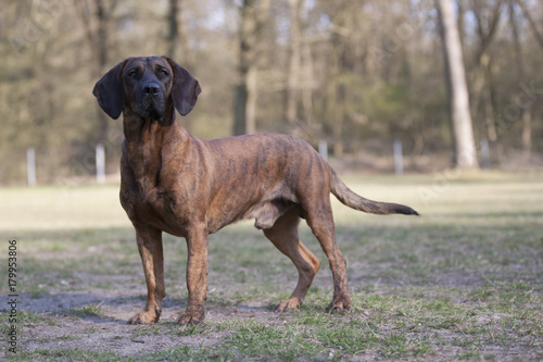 Hannoverscher Schweißhund