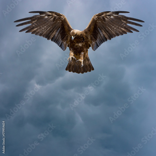 golden eagle in the dark sky