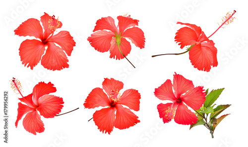 set of red hibiscus or chaba flower isolated on white background photo
