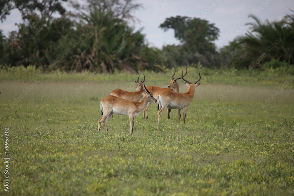 Wild Impala Antelope in African Botswana savannah Wild Impala Antelope in African Botswana savannah