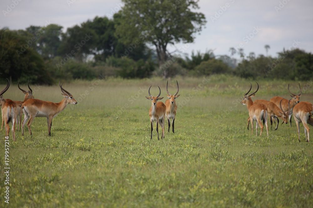 Wild Impala Antelope in African Botswana savannah Wild Impala Antelope in African Botswana savannah