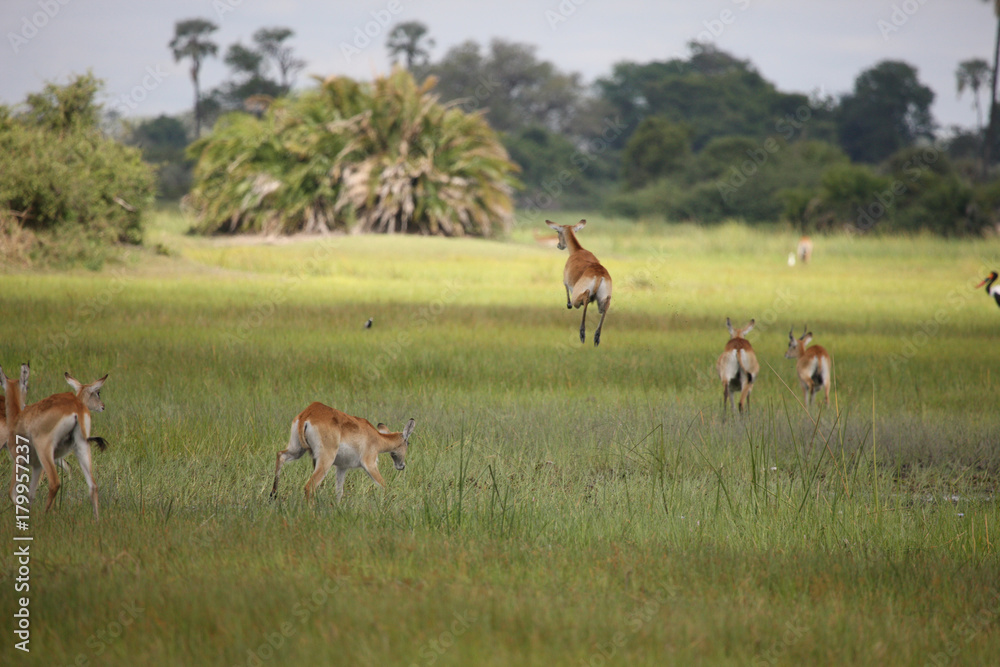 Wild Impala Antelope in African Botswana savannah Wild Impala Antelope in African Botswana savannah