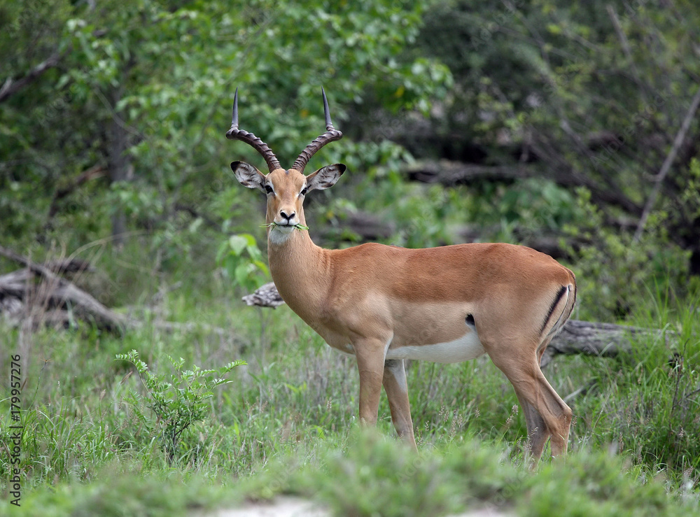 Wild Impala Antelope in African Botswana savannah Wild Impala Antelope in African Botswana savannah