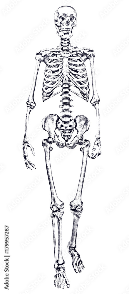 A Human Skeleton Drawing by James Ward - Fine Art America