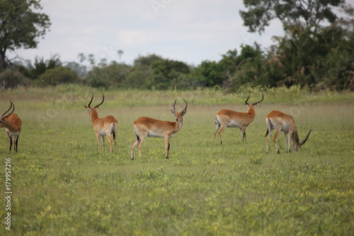 Wild Impala Antelope in African Botswana savannah © Valerijs Novickis