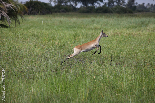 Fototapeta Naklejka Na Ścianę i Meble -  Wild Impala Antelope in African Botswana savannah