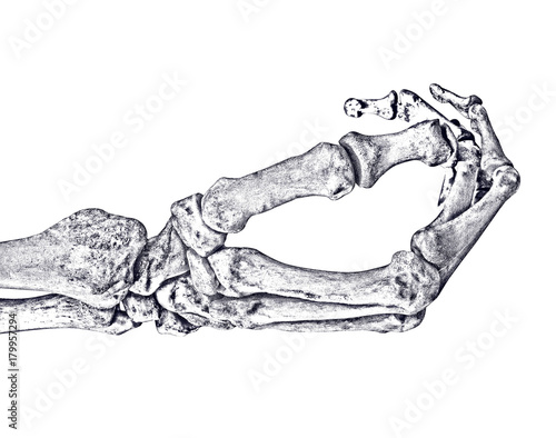 Photography human hand skeleton sketch on white