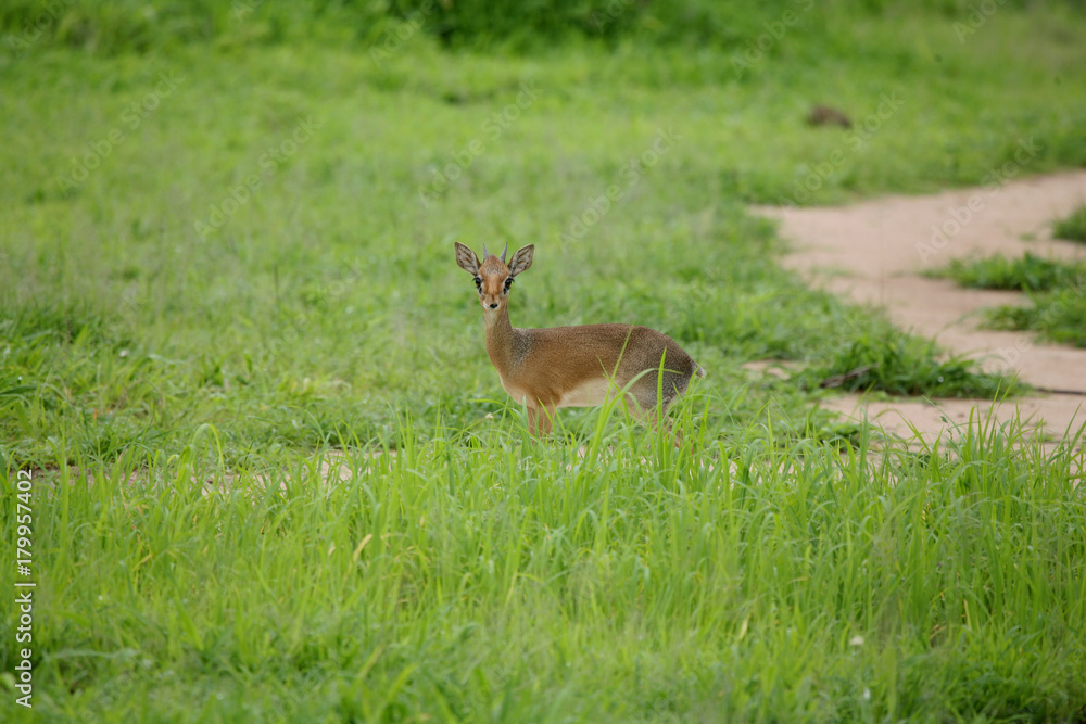 Wild Impala Antelope in African Botswana savannah Wild Impala Antelope in African Botswana savannah