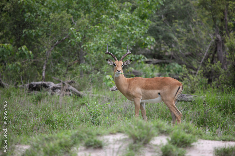 Wild Impala Antelope in African Botswana savannah