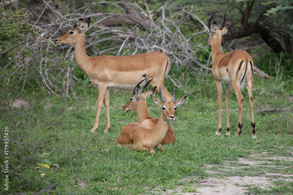 Wild Impala Antelope in African Botswana savannah Wild Impala Antelope in African Botswana savannah
