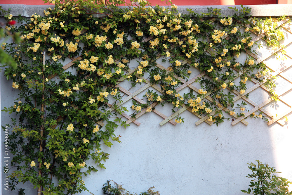 Fototapeta premium Rose rampicanti