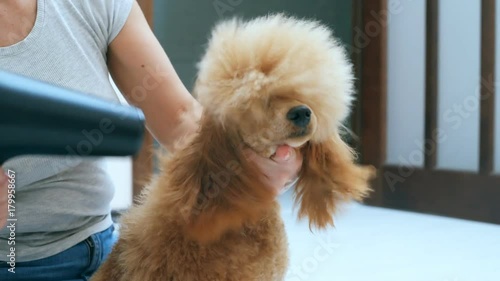 Woman dries dog hair with hair dryer after bathing.