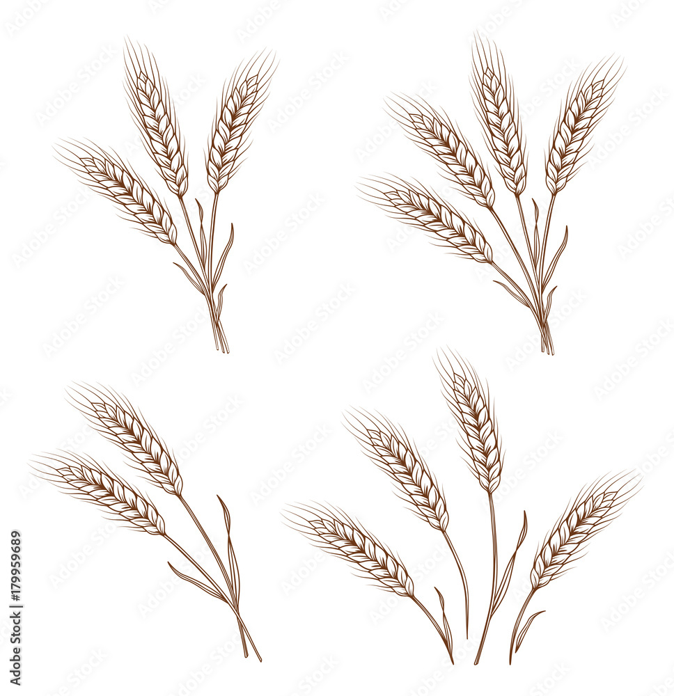 hand drawn wheat ears and sheaves hand drawn wheat ears and sheaves