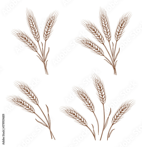 hand drawn wheat ears and sheaves