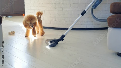 Dog playing with a brush of a working vacuum cleaner.