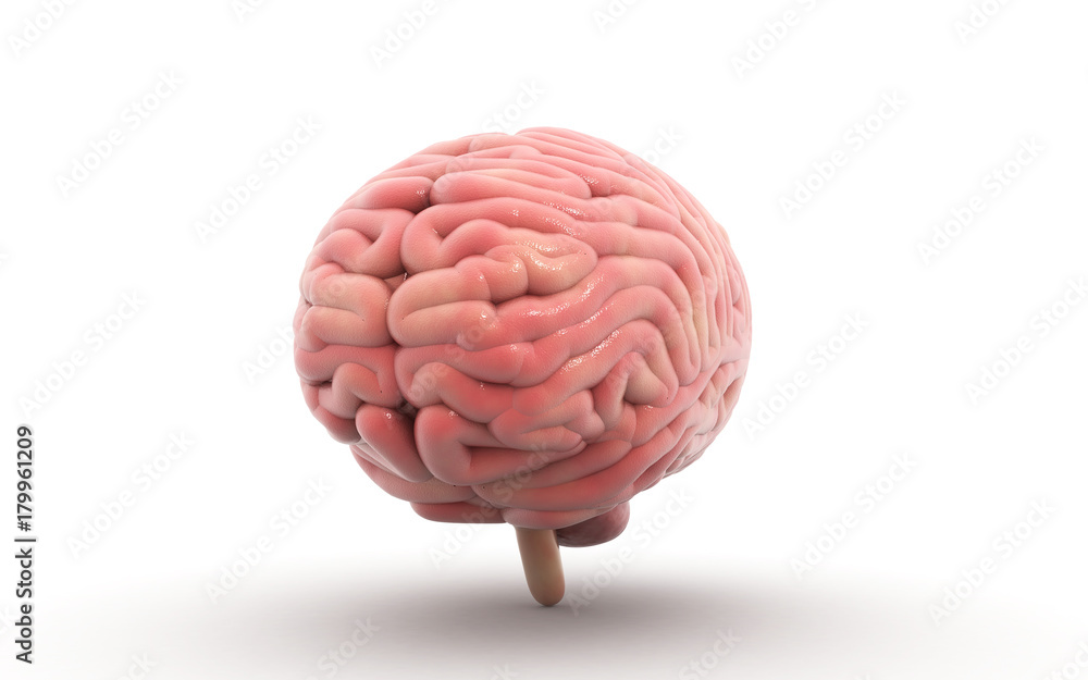 3d rendered Human Brain isolated on white background 3d rendered Human Brain isolated on white background