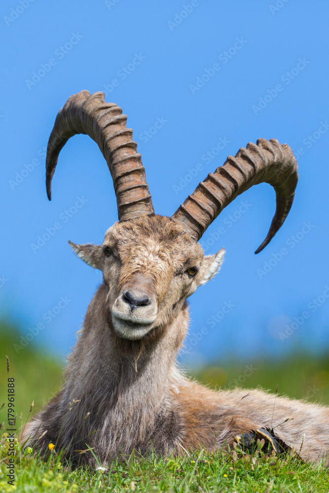 front view portrait natural male alpine ibex capricorn blue sky