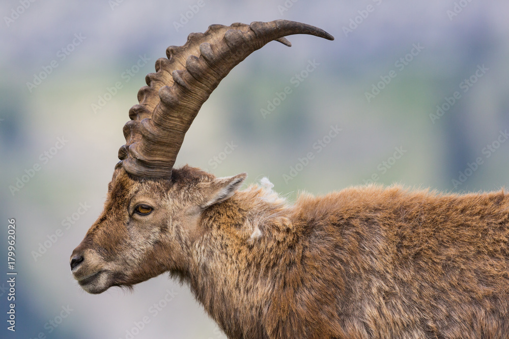 side view portrait adult alpine capra ibex capricorn