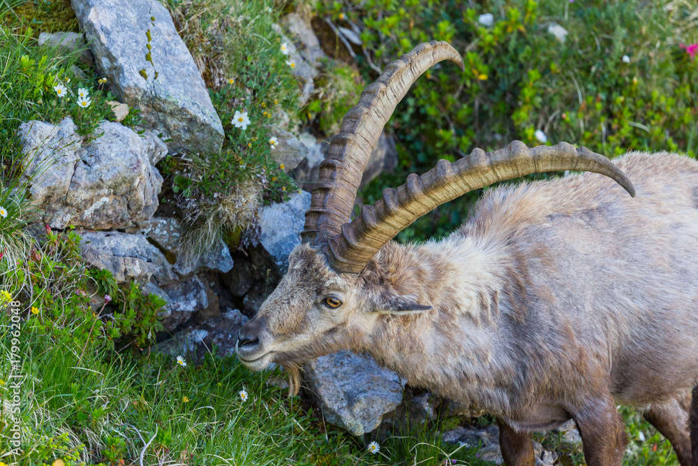 portrait adult alpine capra ibex capricorn grazing