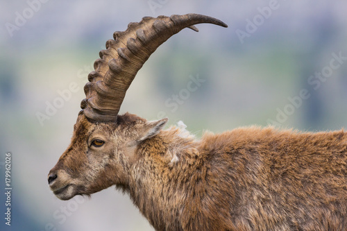 side view portrait adult alpine capra ibex capricorn