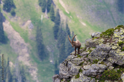 adult alpine capra ibex capricorn standing on rock with view photo