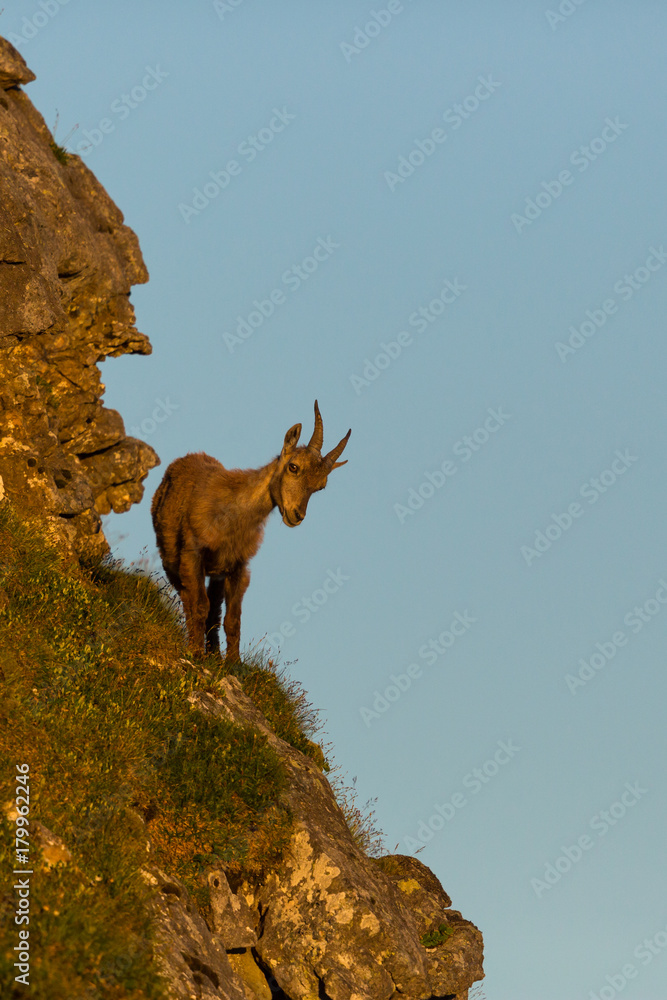 young alpine ibex capricorn standing looking down on cliff young alpine ibex capricorn standing looking down on cliff