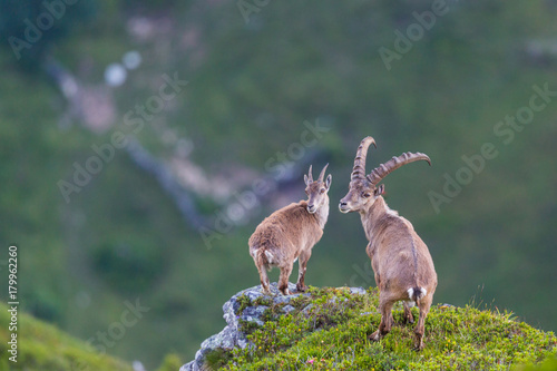 couple adult alpine capra ibex capricorn standing on rock with valley view
