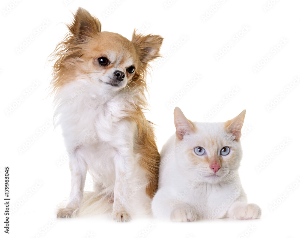 white kitten and chihuahua white kitten and chihuahua