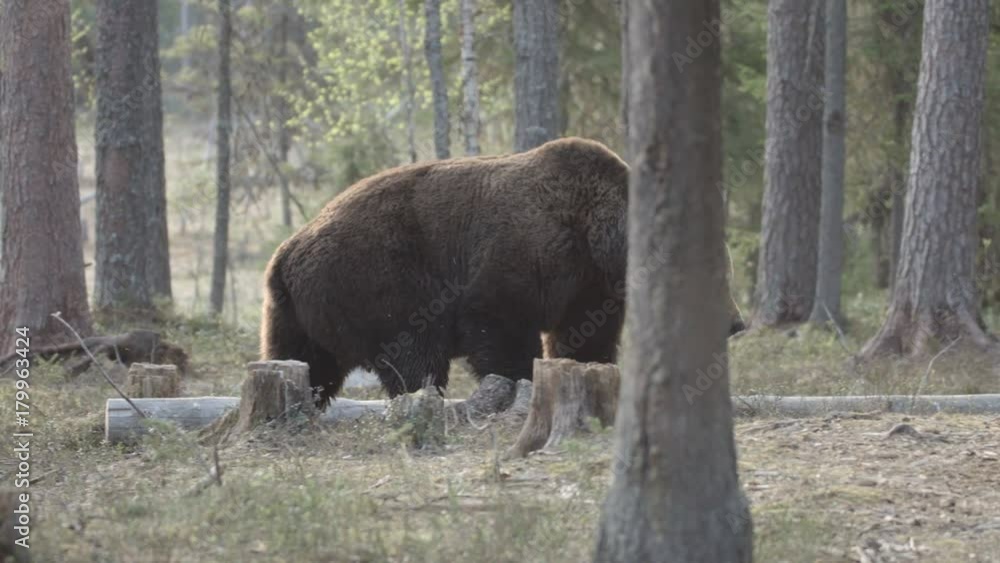 wild european brown bear in finland wild european brown bear in finland