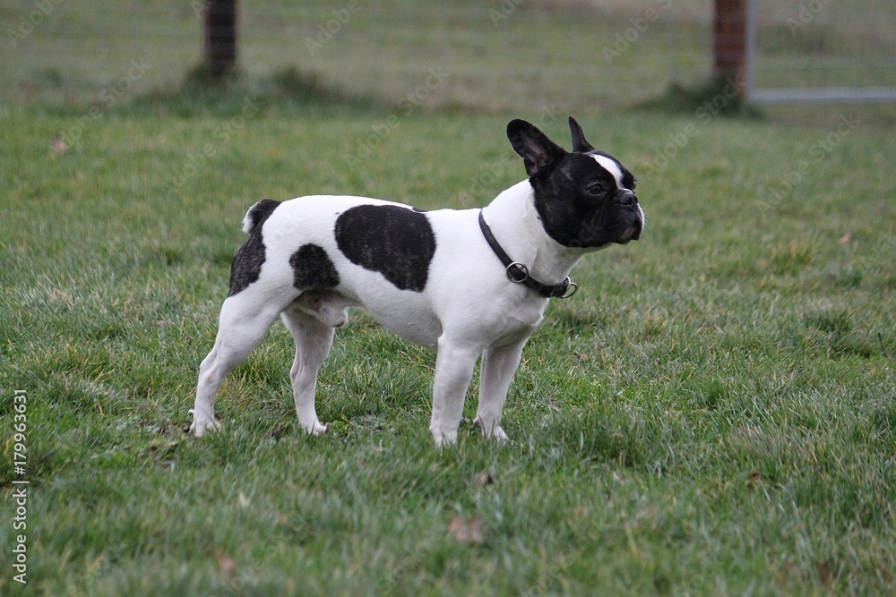 Französische Bulldogge steht im Garten