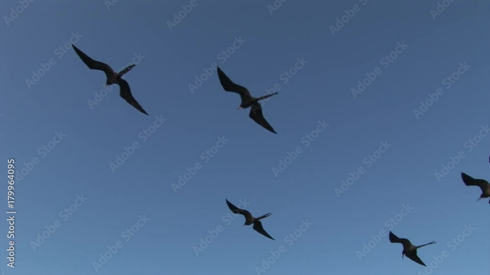 Frigate bird fly in sky over Galapagos Islands. Amazing beautiful inhabitant of Ecuador with long beak. Bright colorful video closeup. Frigate bird fly in sky over Galapagos Islands. Amazing beautiful inhabitant of Ecuador with long beak. Bright colorful video closeup.