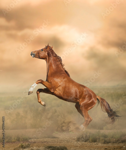 Beautiful stallion in prairies