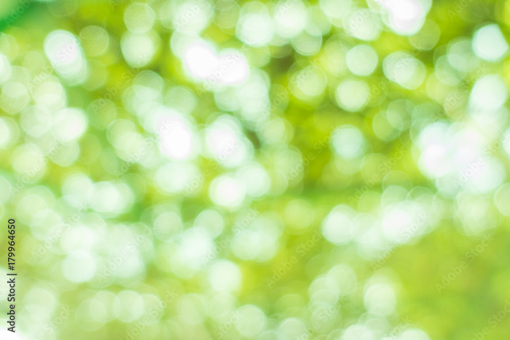 Nature blur greenery bokeh leaf wallpaper. spring and autumn park background; Soft focus light on view leaves flare.