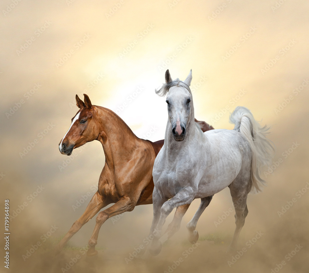 Two purebred horses running in sunset time