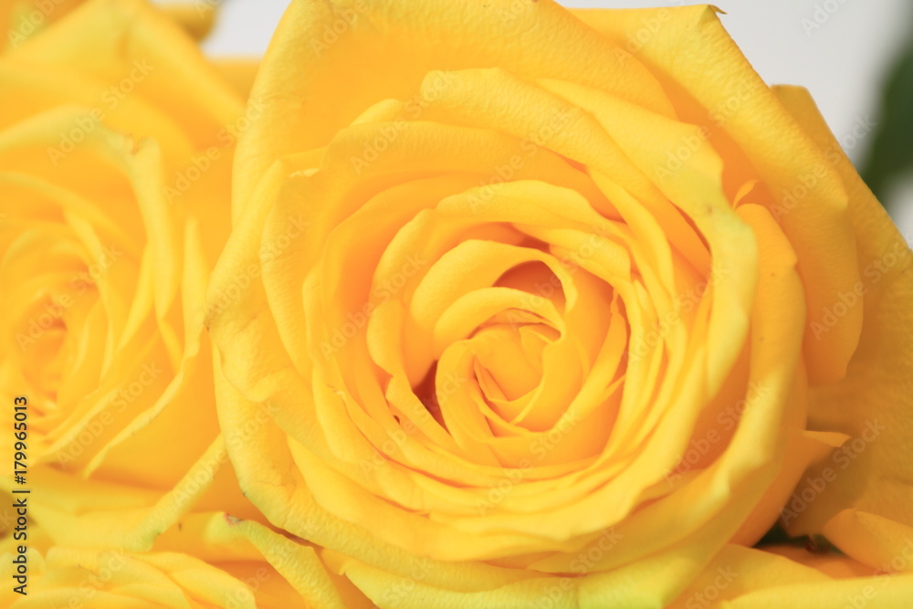 Solemn bouquet of flowers for beautiful ladies, bunch of roses Solemn bouquet of flowers for beautiful ladies, bunch of roses