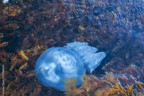 Blue blubber jellyfish among algae in the shallows of rocky sea bay waters closeup from above view