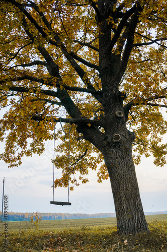 swing hanging on tree