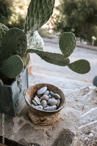 Kaktus und Steine photo
