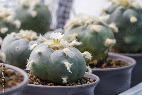 Macro cactus flower lophophora williamsii var. texana