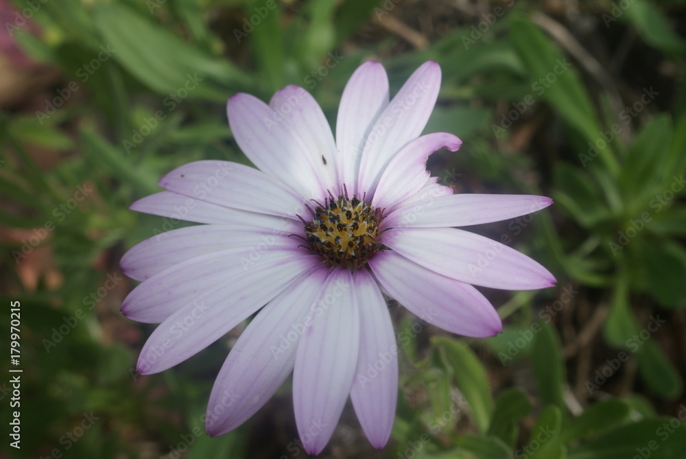 Flower Flower